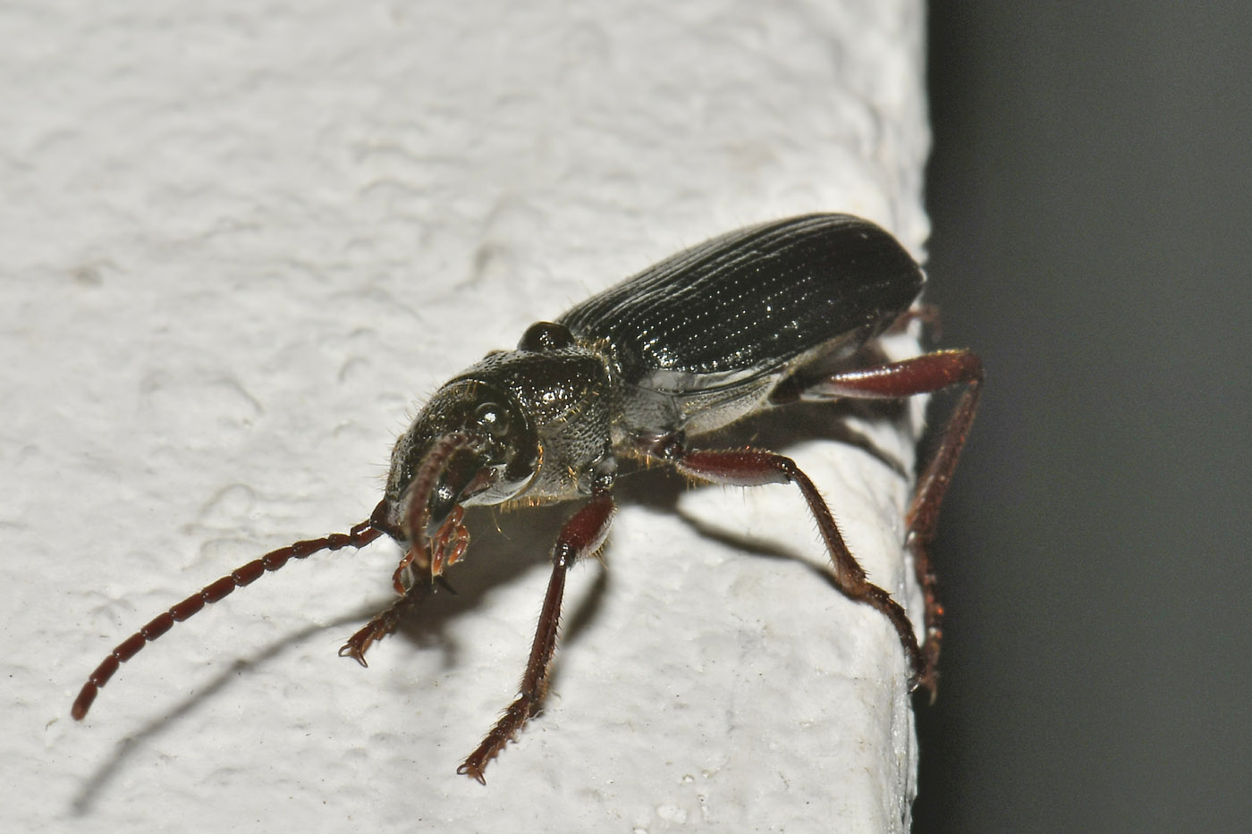 Carabidae: Carterus (Sabienus) tricuspidatus
